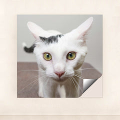 7090329223203 - Product Image