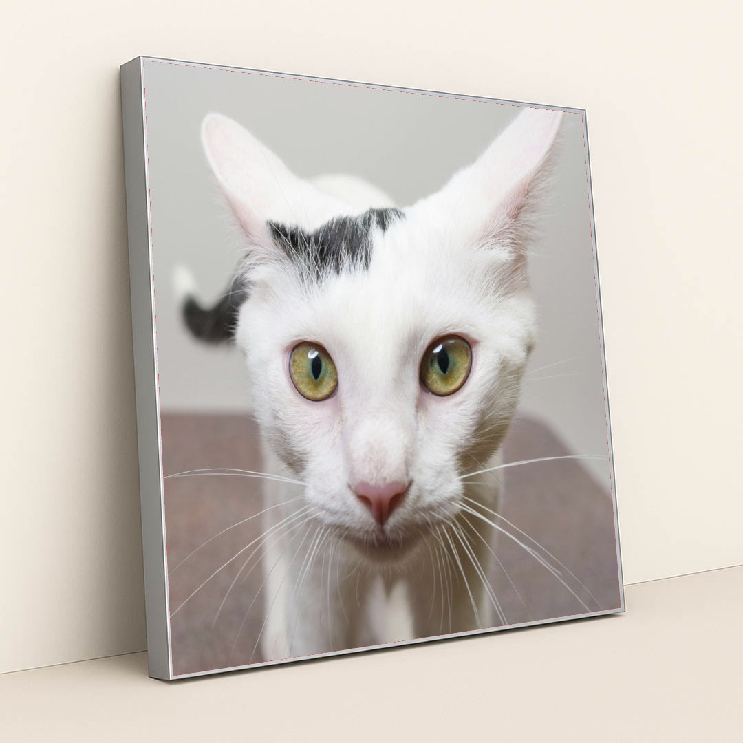 7090329223203 - Product Image