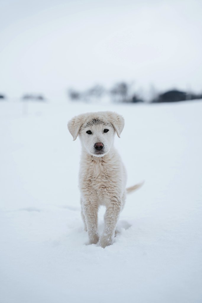 Yunus Tuğ - Adorable white puppy standing in a snowy outdoor setting.