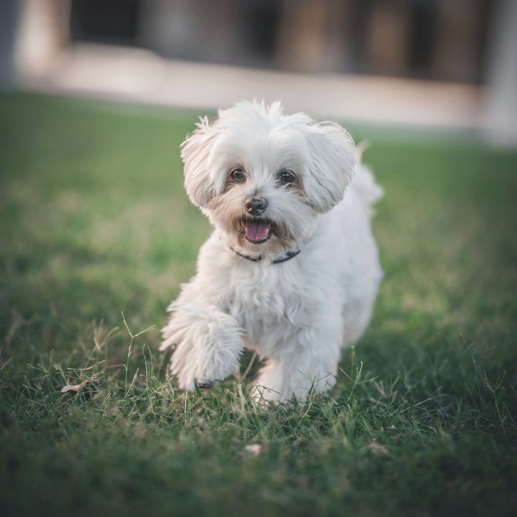 Raul Hernandez - A cute white Maltese dog joyfully running on a lush green lawn outdoors.