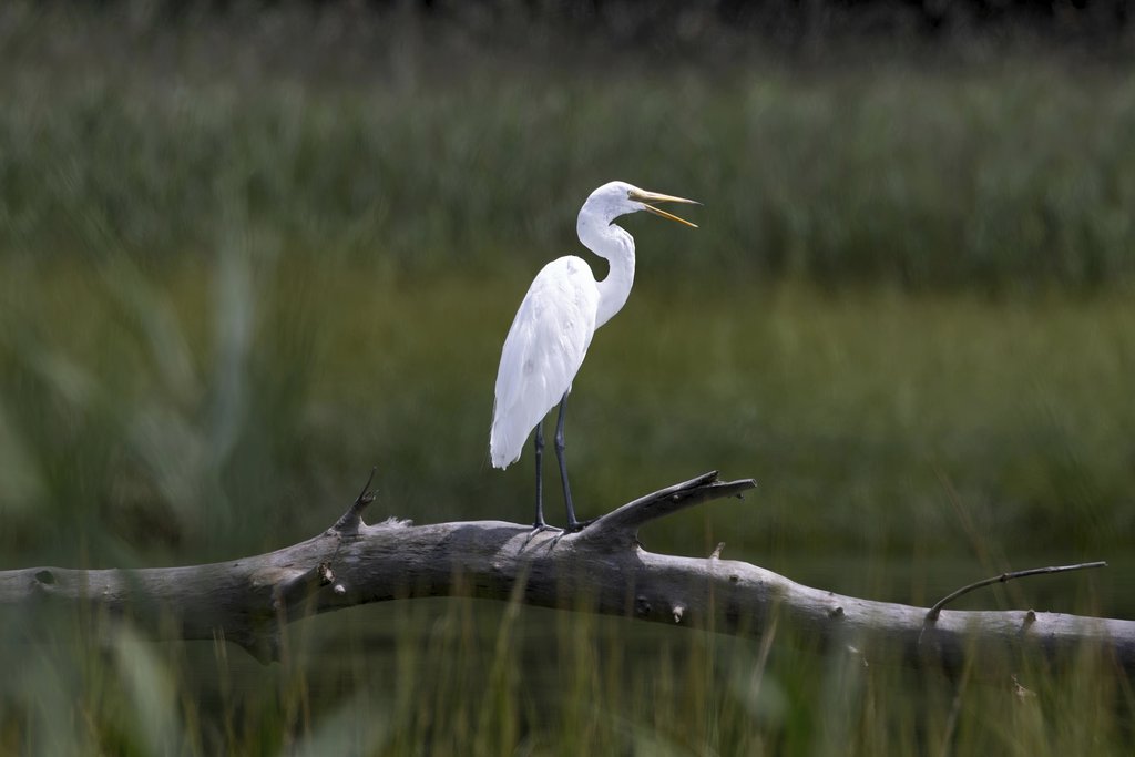 Mohan Nannapaneni - A serene image of a Great Egret perched on a log in Ipswich, Massachusetts, showcasing its elegance and grace.