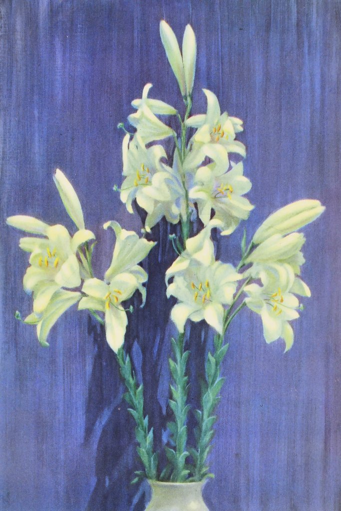 Lafayette F. Cargill - Madonna Lily (1937)