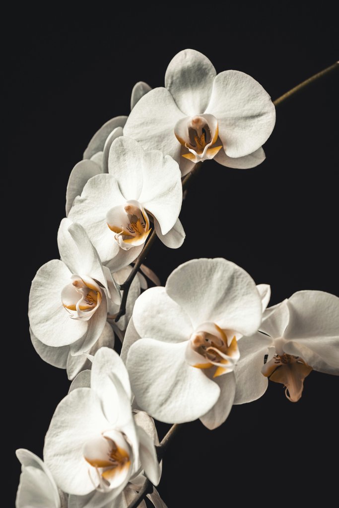 Jan Kopřiva - Captivating close-up of blooming white orchids with a dark background, perfect for floral themes.