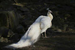 Siegfried Poepperl - A serene white peacock displaying its beautiful plumage in an outdoor setting.