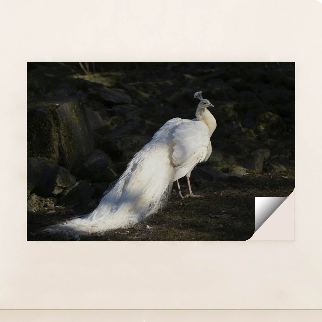 7090368970787 - Product Image