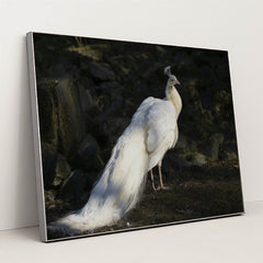 7090368970787 - Product Image