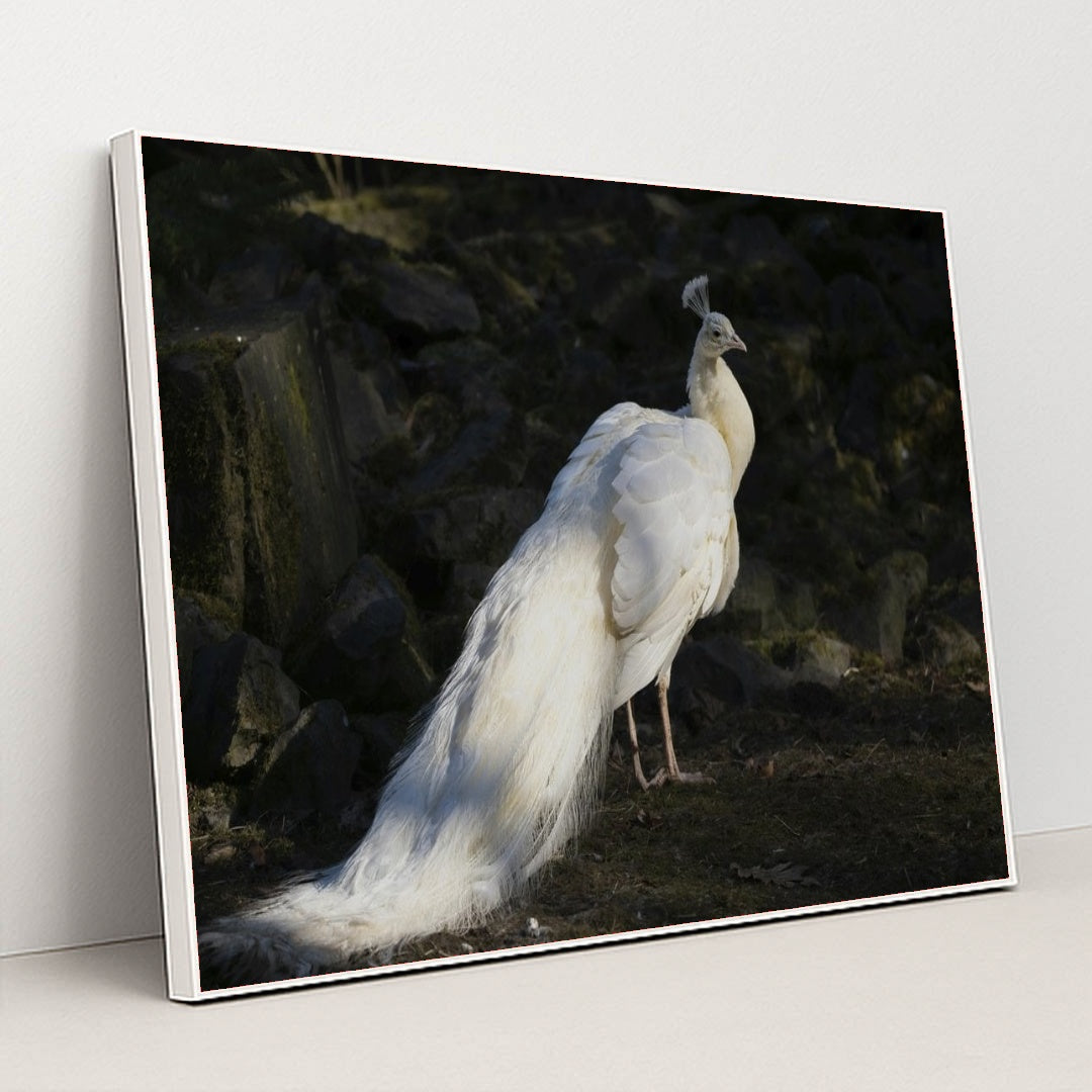 7090368970787 - Product Image