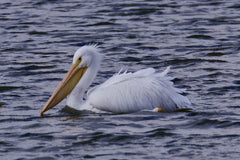 A. G. Rosales - Beautiful American white pelican gracefully swimming in Decatur, Alabama waters, showcasing nature's elegance.