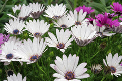 Manish Sharma - Daisy