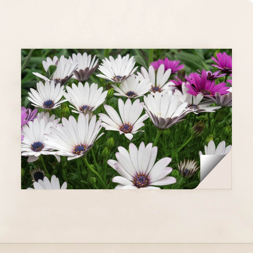 7090347966499 - Product Image