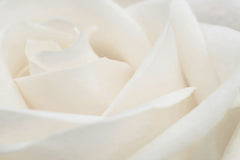 Skyler Ewing - Macro of blossoming white flower with delicate petals and pleasant scent on blurred background