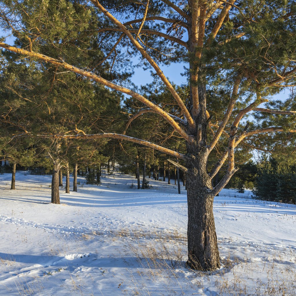 Unknown - Tranquil winter forest featuring snow-covered pine trees under clear blue skies.
