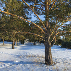 Unknown - Tranquil winter forest featuring snow-covered pine trees under clear blue skies.