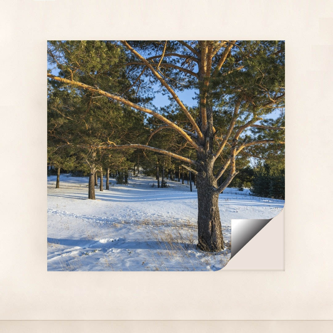 7090357370915 - Product Image