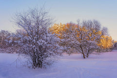 Valera Rychman - Beautiful snow-covered trees in a winter forest during sunrise in Vilnius, Lithuania.