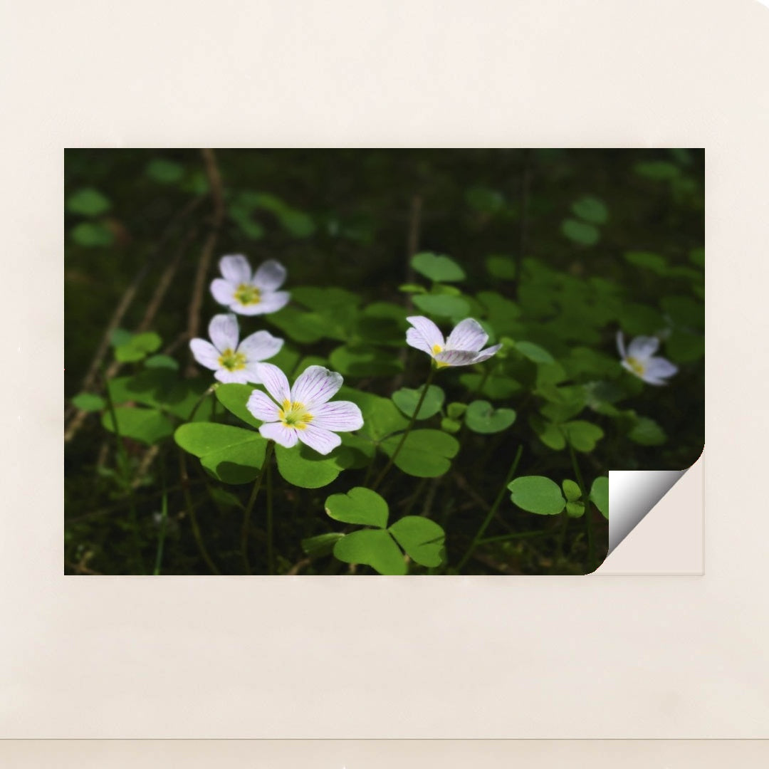 7090298945571 - Product Image