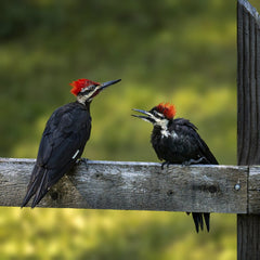 Skyler Ewing - Two Pileated Woodpeckers perched on a wooden fence in a serene green outdoor setting.