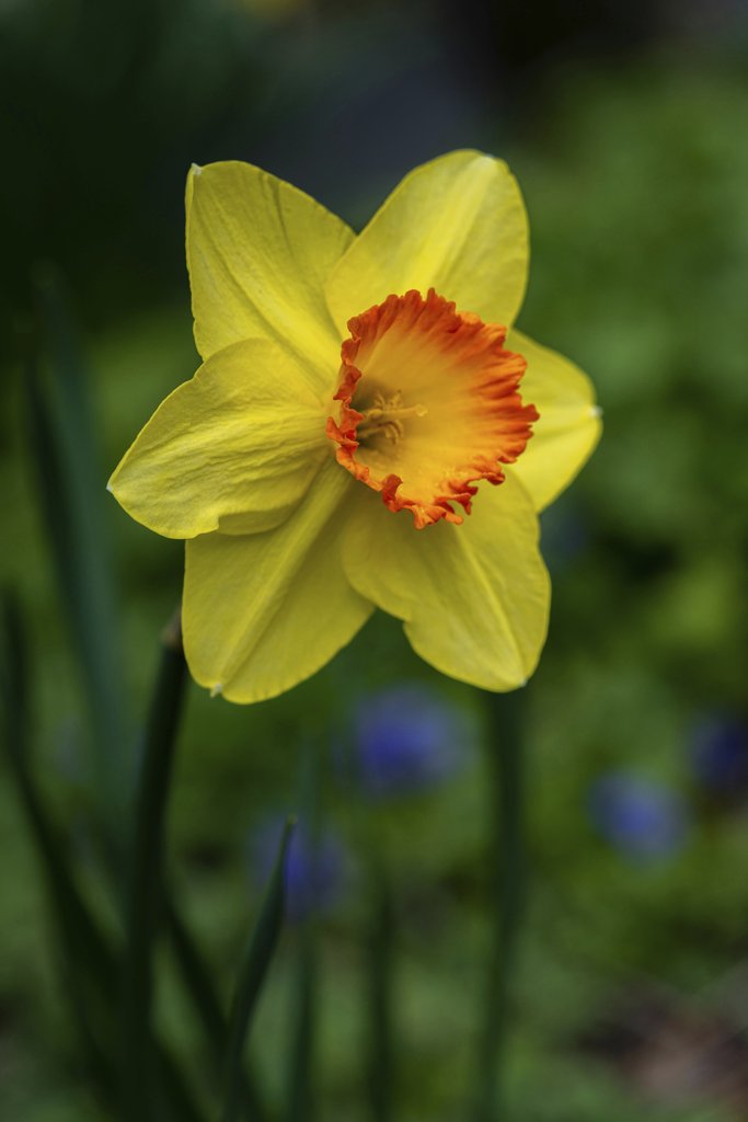Skyler Ewing - Close-up of a vibrant yellow daffodil featuring an orange corona, set against a blurred green background.