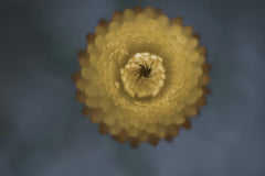 정규송 Nui MALAMA - Detailed close-up of a yellow blooming flower from above, showcasing intricate petal patterns.