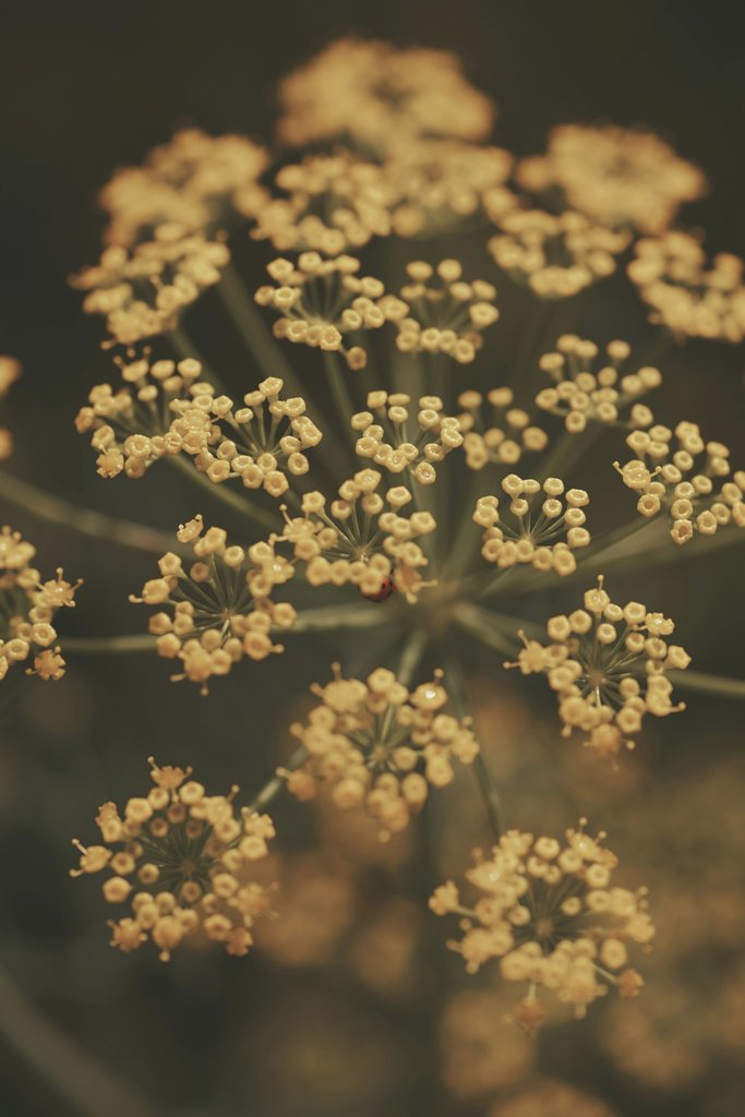 sara kazemi - Artistic macro photo of umbelliferous flower in soft sepia tones.