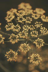 sara kazemi - Artistic macro photo of umbelliferous flower in soft sepia tones.