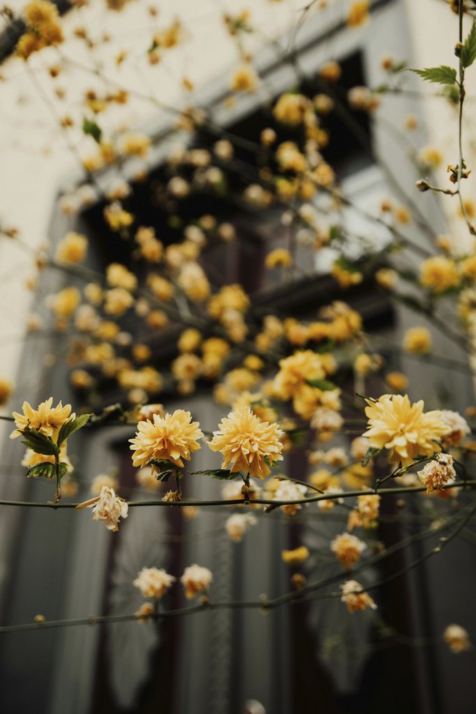Alesia Kozik - Beautiful yellow Kerri japonica flowers blooming against a blurred urban backdrop, adding a touch of spring elegance.