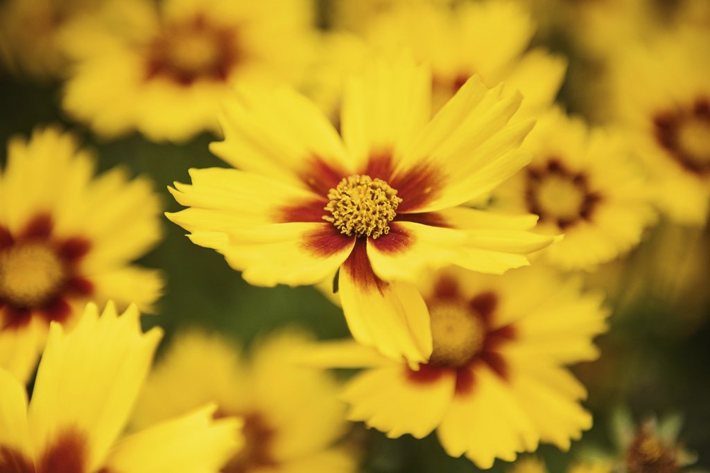 Kat Smith - Bright yellow coreopsis flowers with red centers in full bloom, showcasing nature's vibrant beauty.