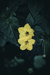 Wyxina Tresse - Bright yellow Marvel of Peru flowers stand out against dark green foliage, offering a pop of color and natural beauty.