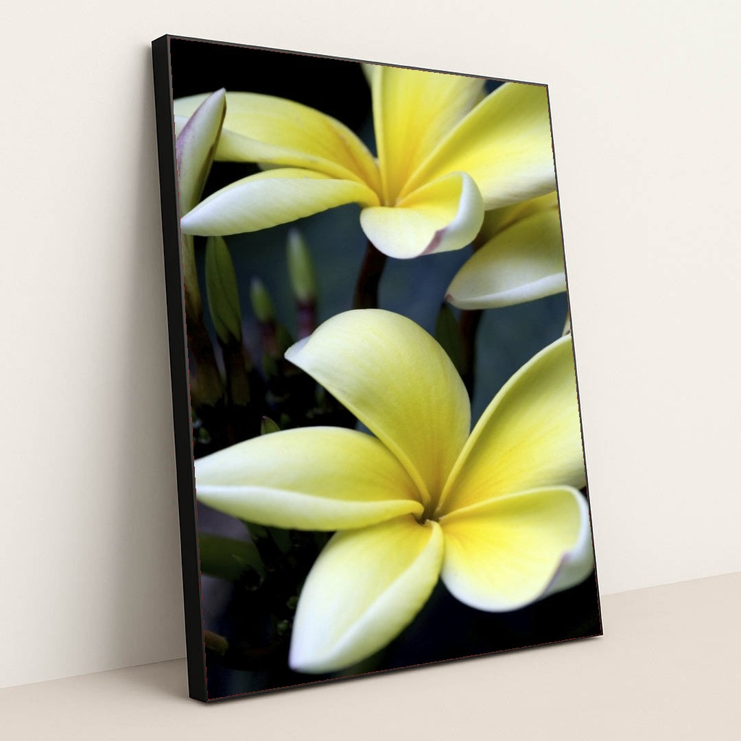 7090297733155 - Product Image