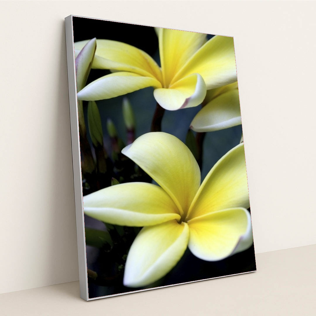 7090297733155 - Product Image