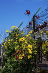 Victor Moragriega - Bright yellow and red flowers climbing a metal fence under a clear blue sky.