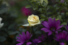 Manish Sharma - Yellow Rose Amidst Vibrant Purple Blooms