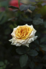 Manish Sharma - Rose