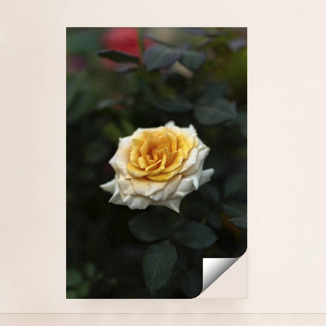 7090353733667 - Product Image