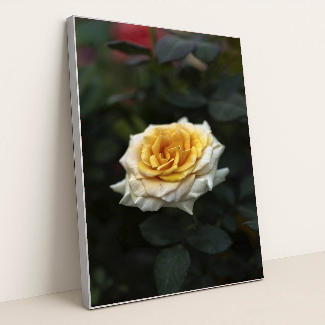 7090353733667 - Product Image