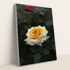 7090353733667 - Product Image