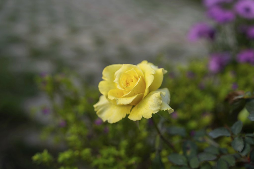Manish Sharma - Vibrant Yellow Rose In Bloom Outdoors