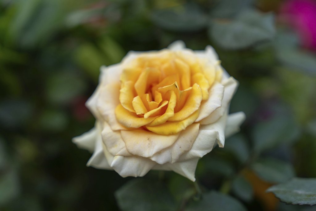 Manish Sharma - Close Up Shot Of A Yellow And White Rose