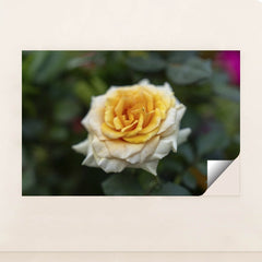 7090346885155 - Product Image