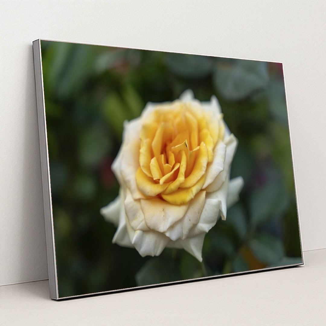 7090346885155 - Product Image