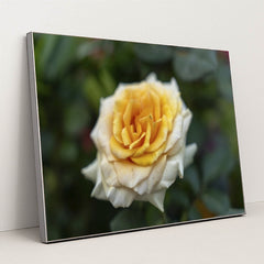 7090346885155 - Product Image