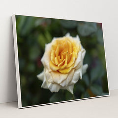 7090346885155 - Product Image