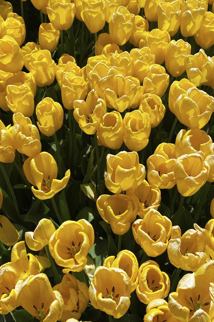 N M - A stunning display of vibrant yellow tulips in full bloom, capturing the essence of springtime beauty.