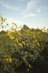 Tom Fisk - Stunning view of yellow wildflowers against rugged Arizona desert backdrop.