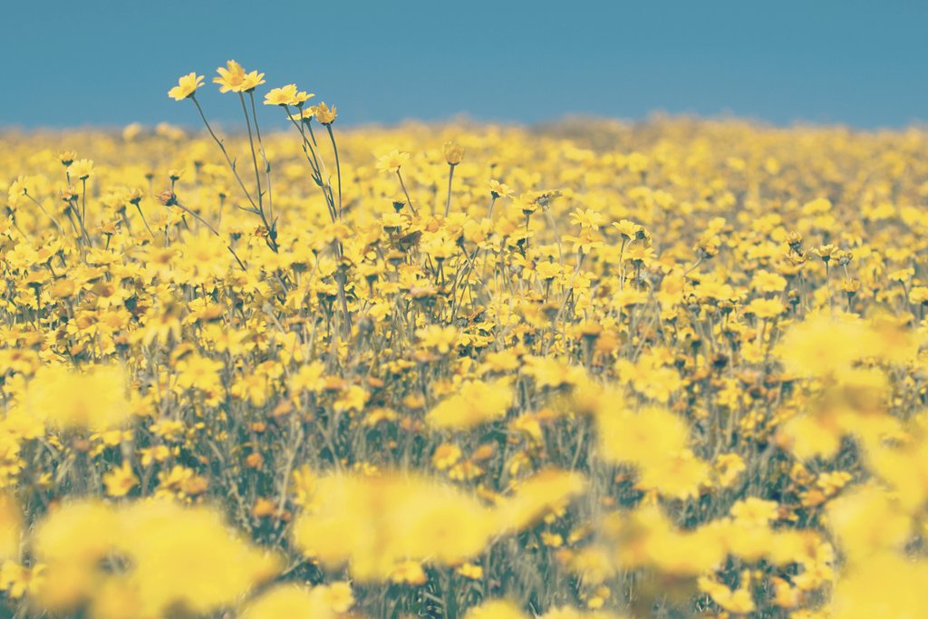 Tim Mossholder - Expansive yellow wildflower field under a bright blue sky in summer.