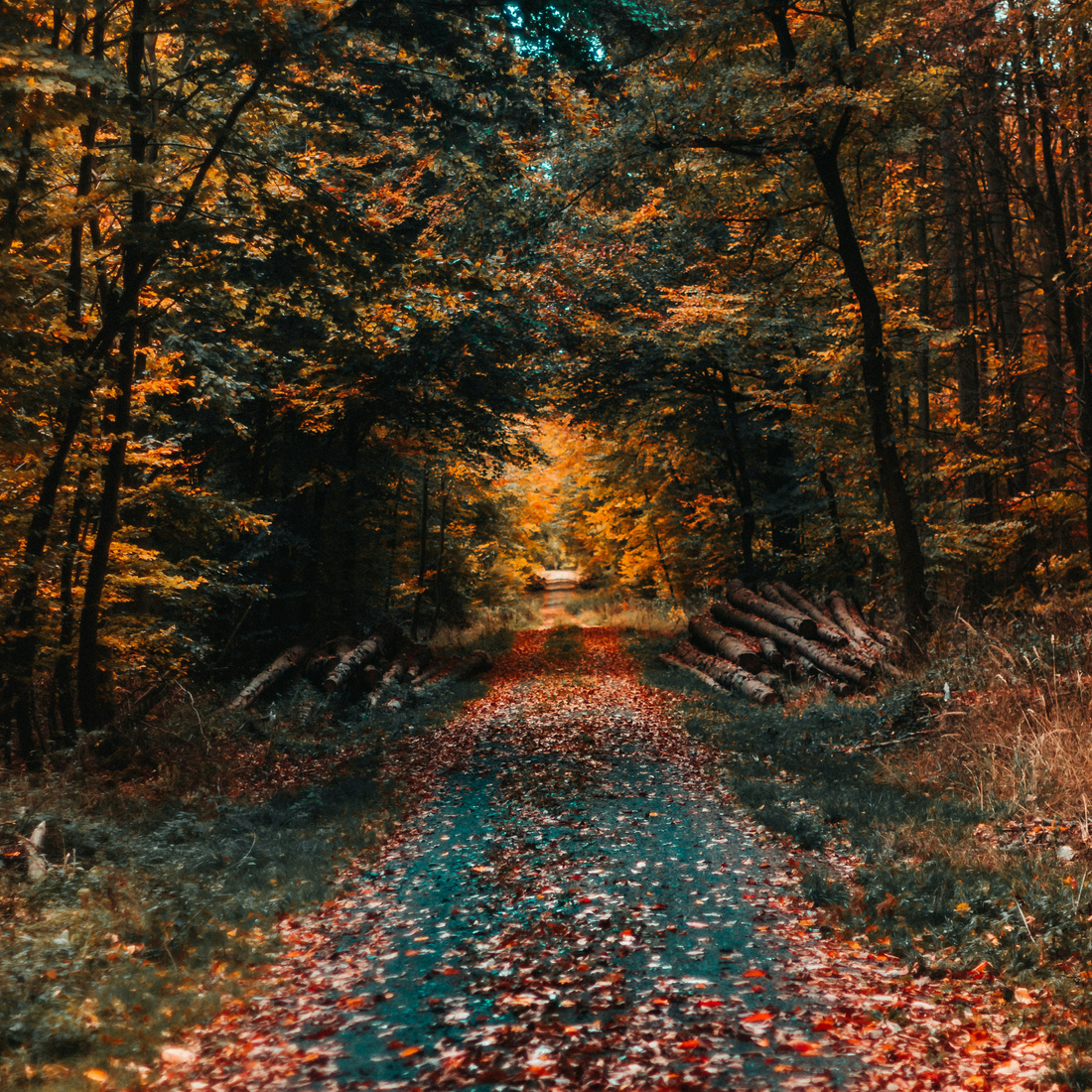 Fall