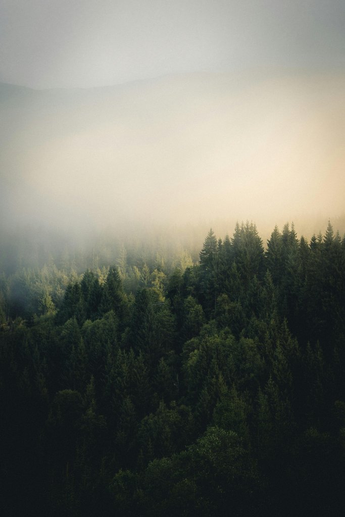 Tobias Reich - A foggy forest with trees in the foreground