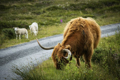 Eclipse Chasers - Highland cow and sheep