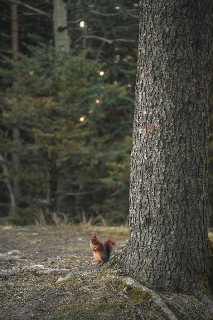 zeynep şahin - A squirrel forages near a tree in a serene forest setting in Bolu, Turkey.