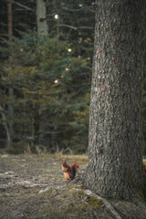 zeynep şahin - A squirrel forages near a tree in a serene forest setting in Bolu, Turkey.
